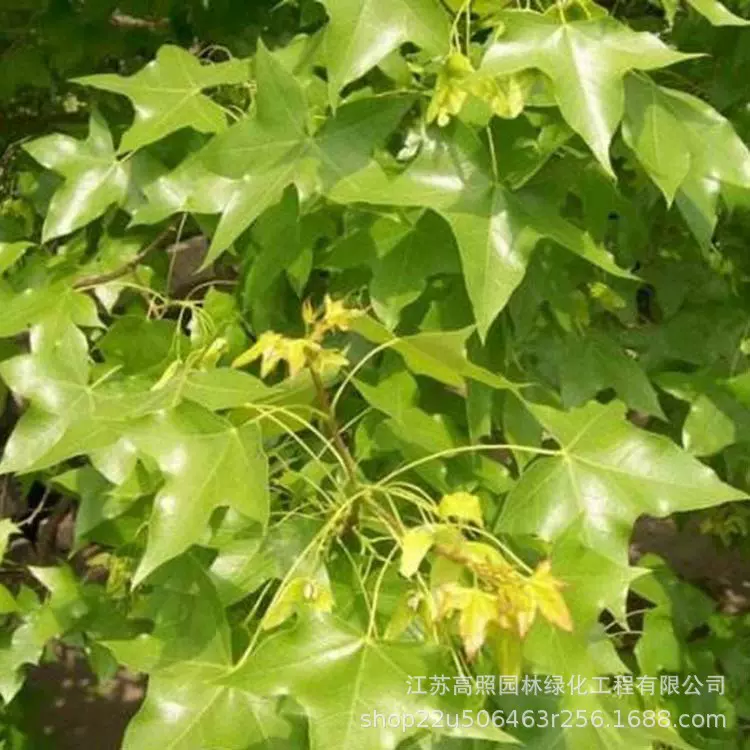 绿化风景树丛生五角枫 绿色系园林绿化工程乔木苗 植物树苗