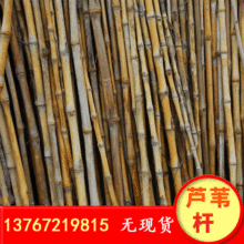 供應各種規格蘆葦工藝原料 高質量圓形干花淡色蘆葦桿