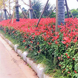 盆栽;种子;园林果树