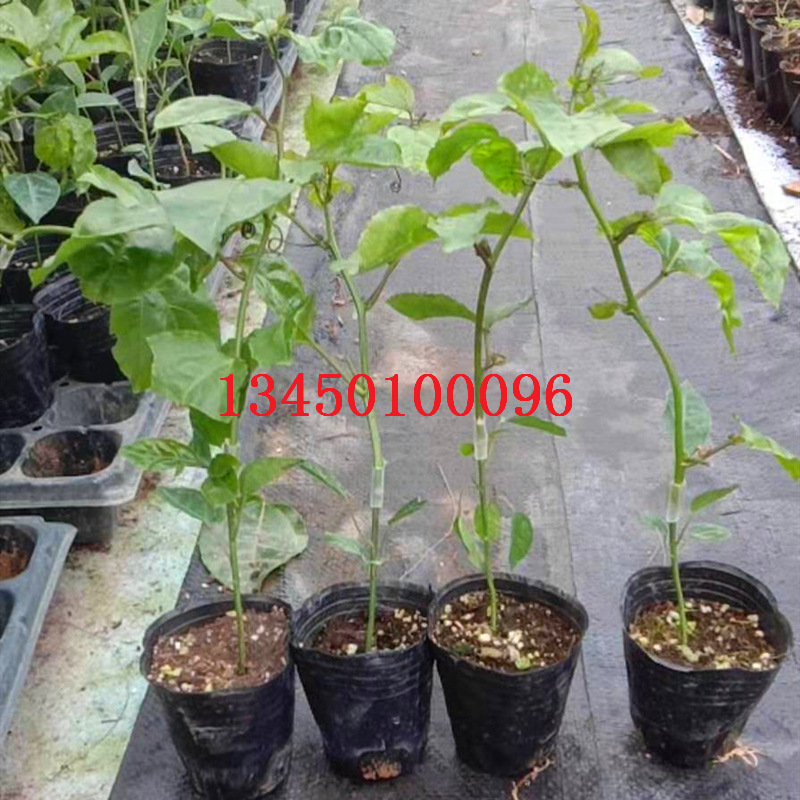蜂蜜味百香果苗 黄金百香果蜂蜜味 蜂蜜味黄金百香果苗芭乐味批发|ms