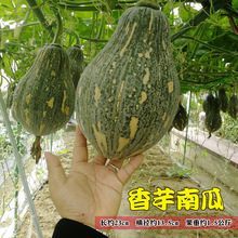 广东省香芋南瓜种子种籽苗孑高产四季板栗香甜秧农家板栗味小蔬菜