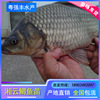 gold Crucian carp wholesale high quality engineering Crucian carp Sell triploid Xiangyun Crucian carp supply