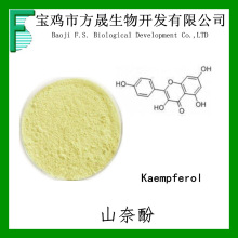 山奈酚98% 山奈酚 槐角提取物 520-18-3 Kaempferol98%