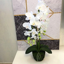 �Ҿ��b�������m�����ָз�����辰�Ƶ�����b[��ֲ�����l