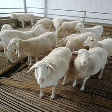 哪里有賣澳寒綿羊的 小尾寒羊多少錢一只 大型肉羊養殖場