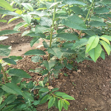 矮化吉塞拉櫻桃樹苗批發價格 山東矮化美早櫻桃樹多少錢一棵