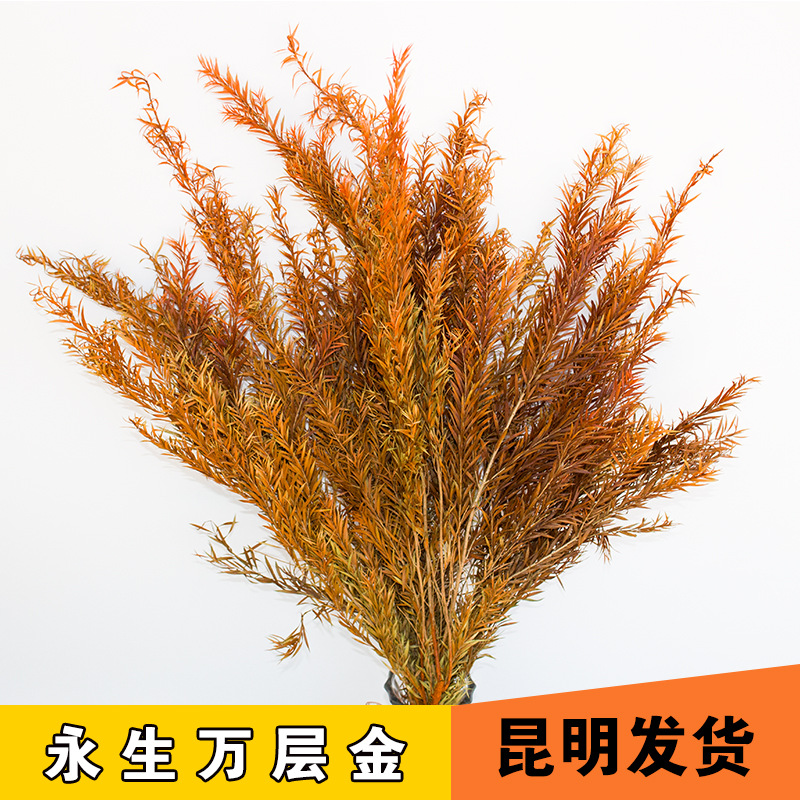 永生万层金120g/扎70-80cm家居装饰厂家直销干花永生花
