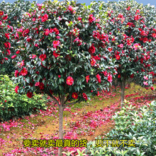 室外耐冬茶花树青岛崂山耐冻大茶花苗树苗庭院风景绿化南北方种植