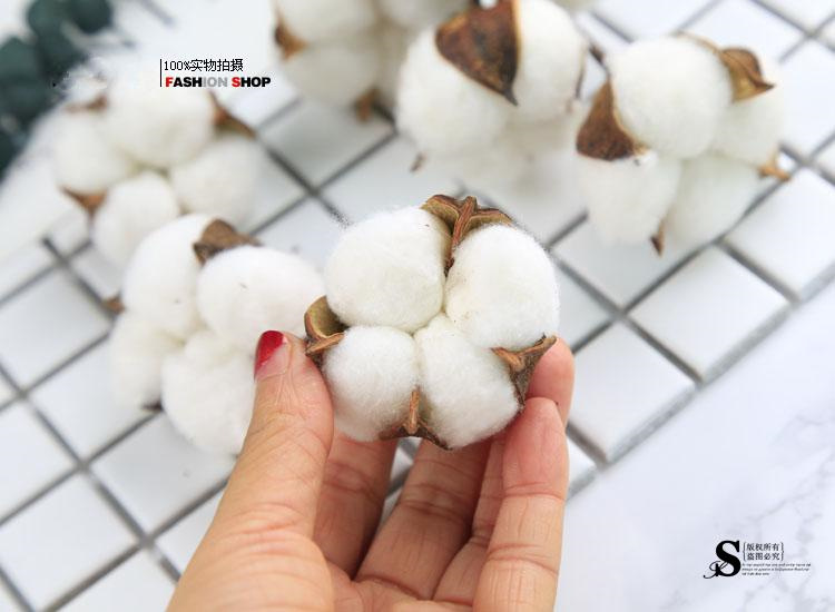 棉花0114.jpg