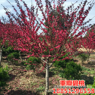 ���~���Ҙ���t�~�������~�Ҽt�����ҾG������ͥԺ�е���ľ�һ���