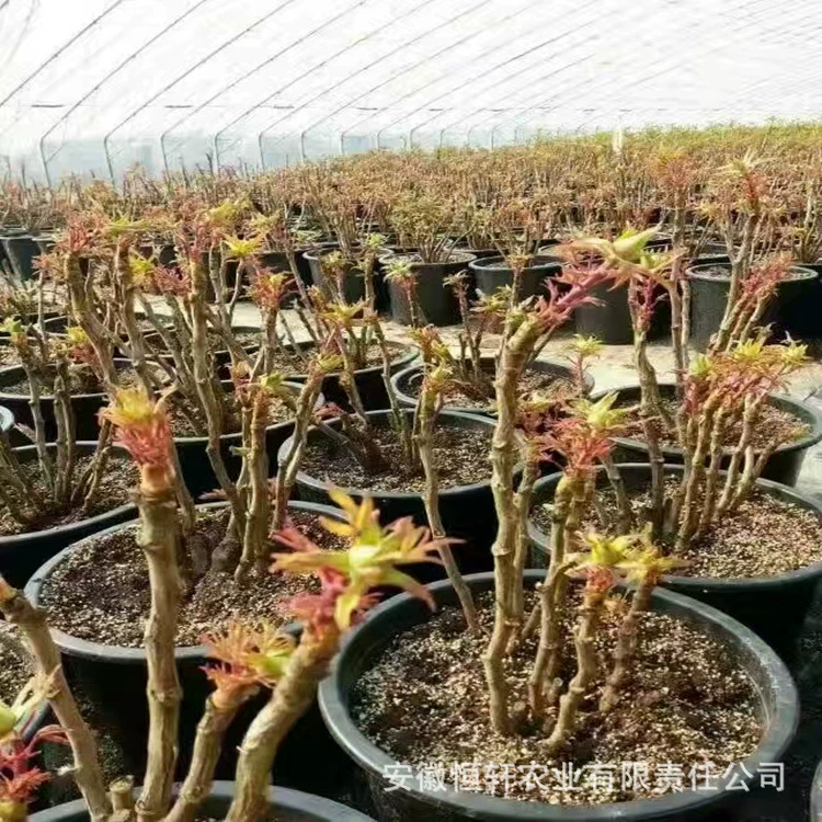 Оптовая продажа ландшафтных цветов, четырехсезонных саженцев пиона, китайских цветочных саженцев пиона, цветущих в точный год, упаковка в гостиную.