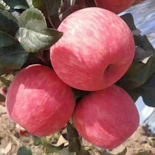 產地直供陝西紅富士蘋果 70mm以上中大果當季新鮮水果非洛川蘋果