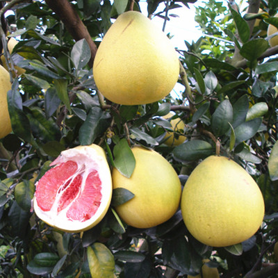 批发柚子树苗 嫁接红心柚四季柚琯溪蜜柚 南北方地载盆栽当年结果|ru