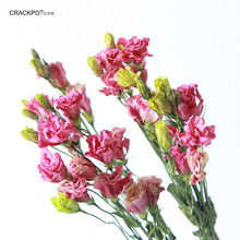 Mad thinker [Eustoma nhiều màu] Vân Nam Sen hoa khô tự nhiên bó hoa cửa hàng cắm hoa trang trí nhà hàng loạt Sản phẩm hoa
