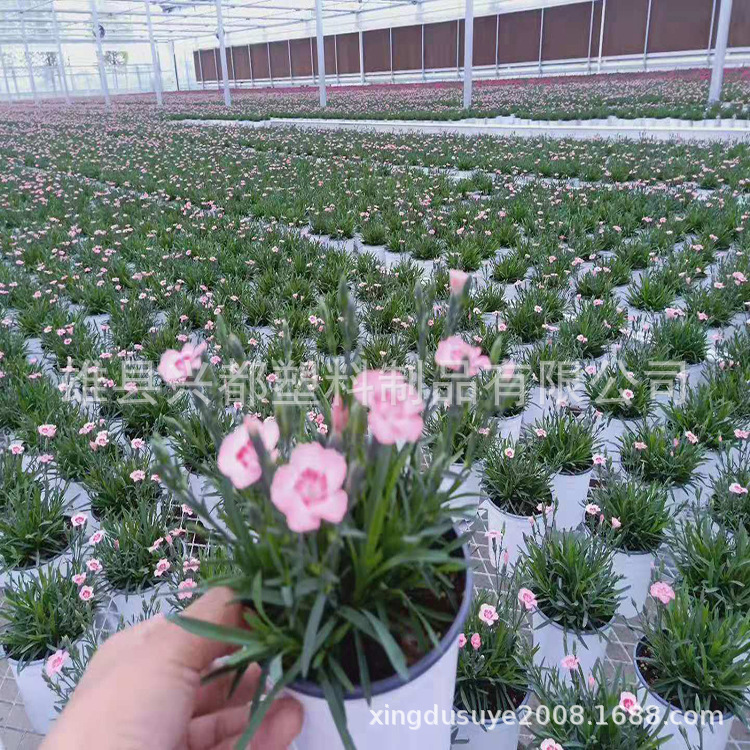 微信图片_20190731114903