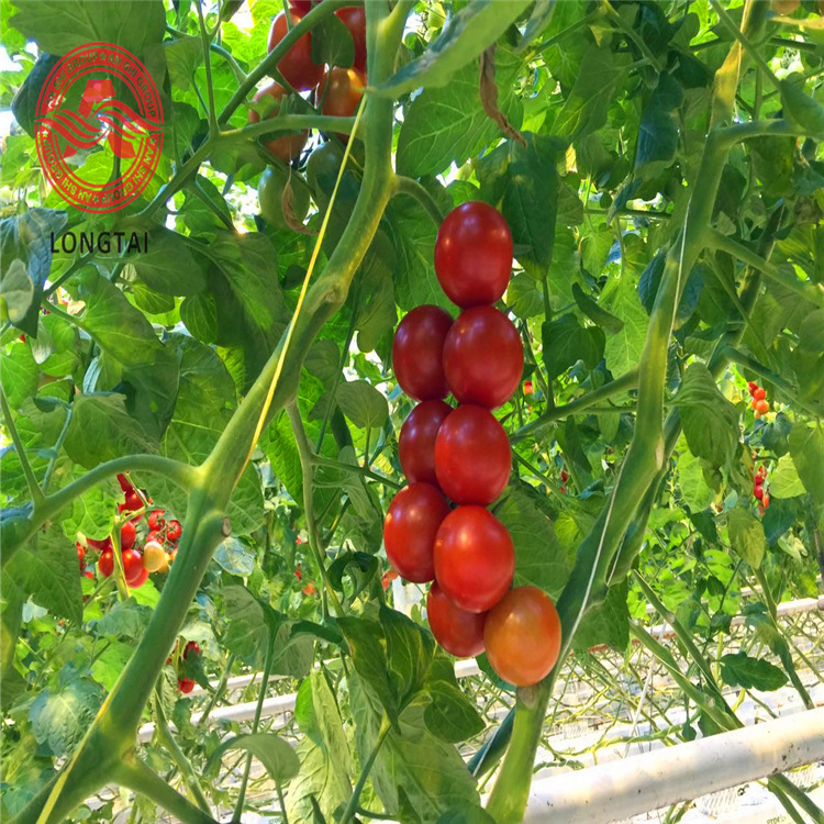 供应出口品质的聚丙烯捆扎绳，5KG/轴，各种颜色，抗老化处理