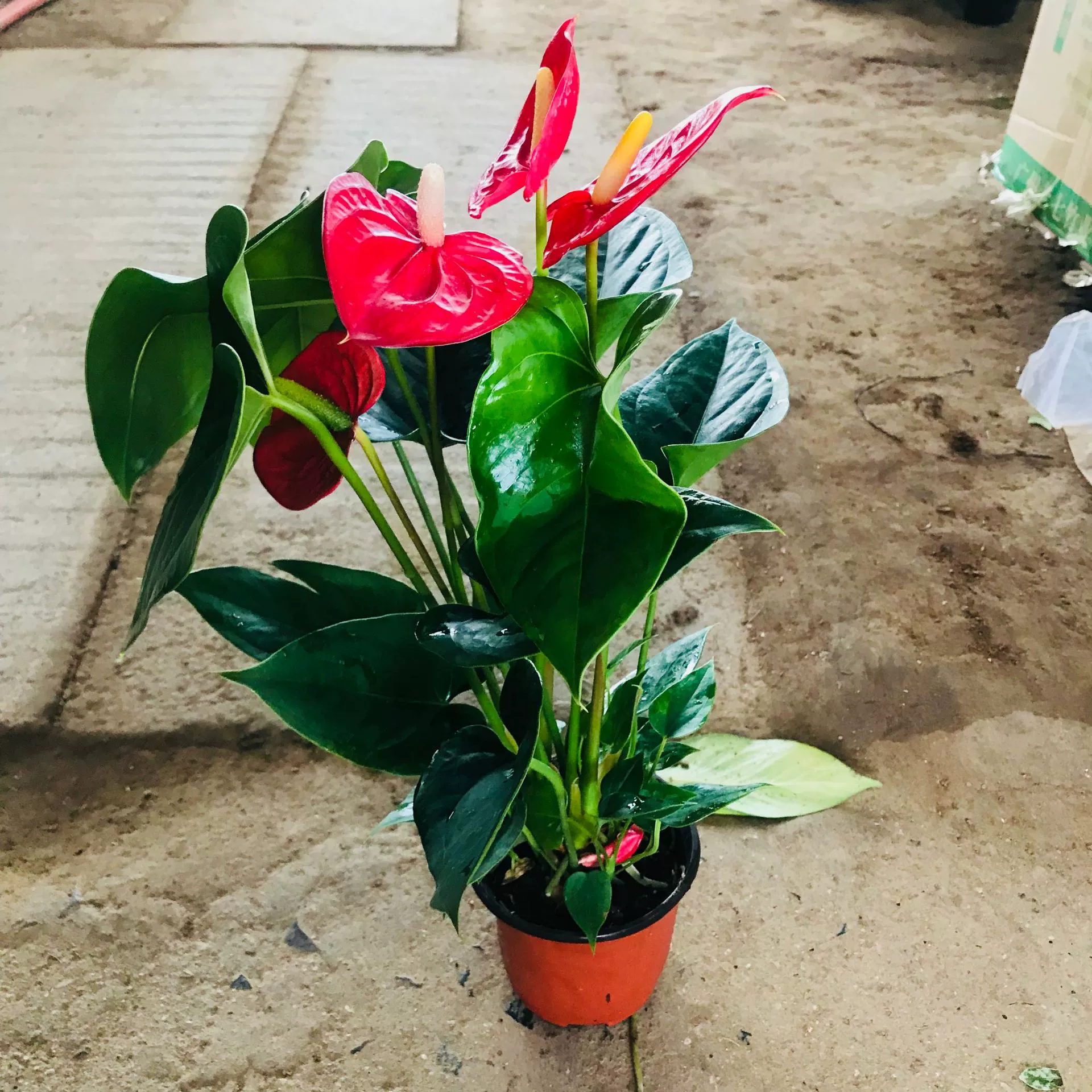 Оптовая продажа Anthurium Andraeanum в горшках для воды и выращивания почвы Крытый офис Four Seasons цветущие растения очистка воздуха Anthurium Andraeanum порошок