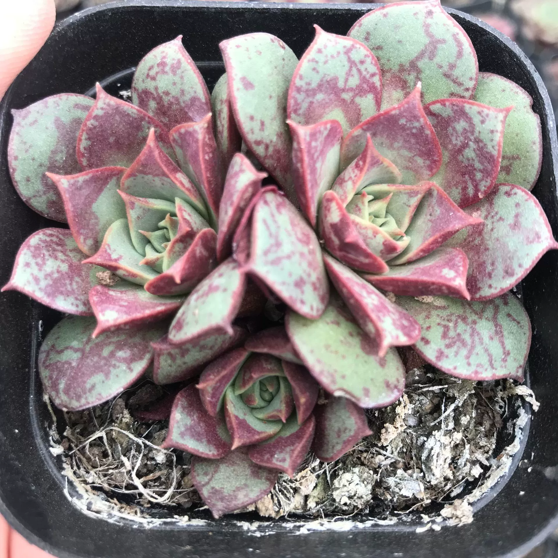 Оптовые продажи новичок хорошо выращивает больше мяса rosima в помещении очаровательное мясо с одной головкой и двойной головкой с доставкой Root rosima