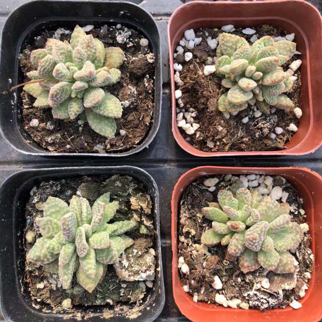 O1CN01wqHIAE2KPUWzlPyp4_!!2449