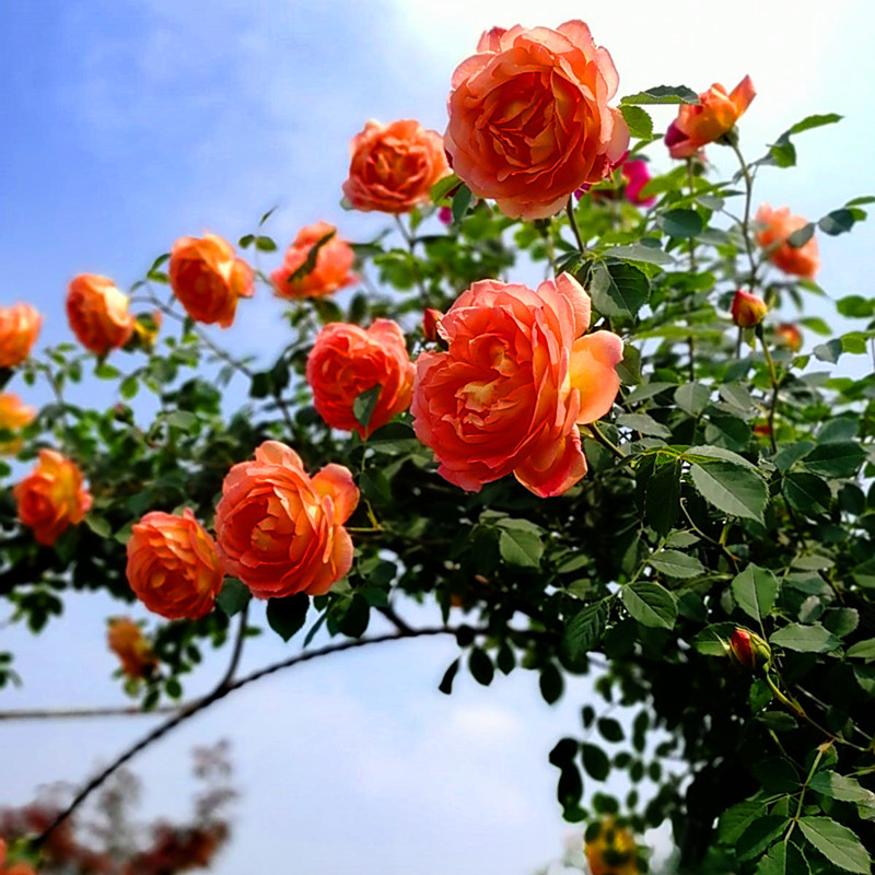 Charlotte Mrs. Rose seedlings Cauliflower Climbing roses Flower seedlings Charlotte Rose Hebei Rose Seedlings