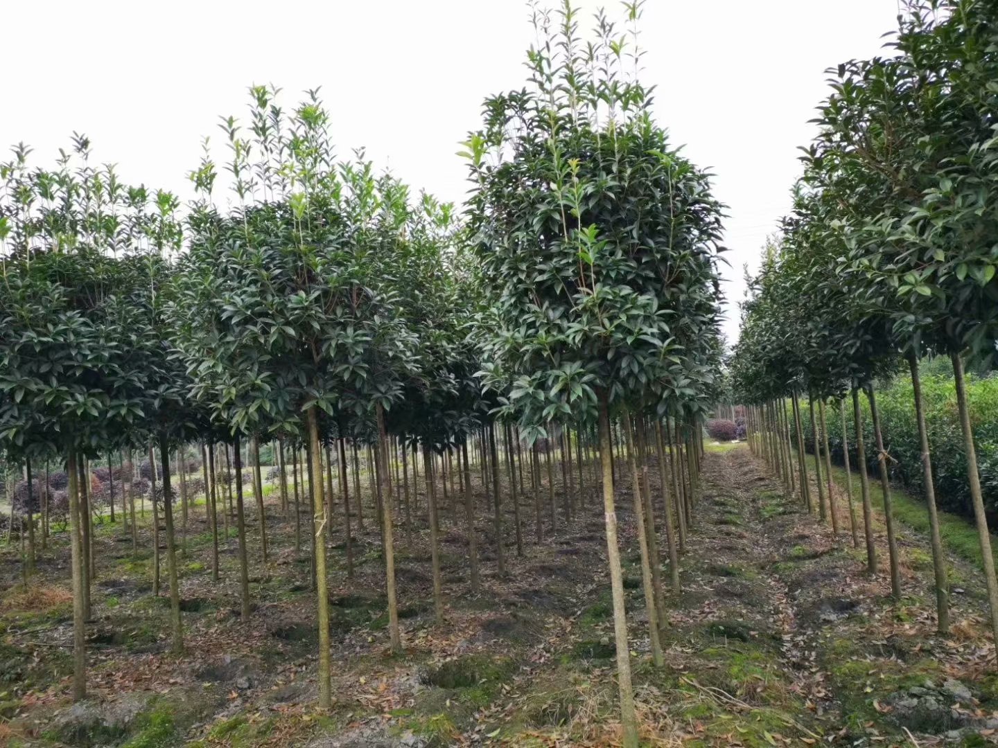 1.5米分枝桂花苗2