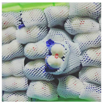 兰州百合食用甜鲜百合蔬菜甘肃兰州特产直供批发代发1斤-16元|ms