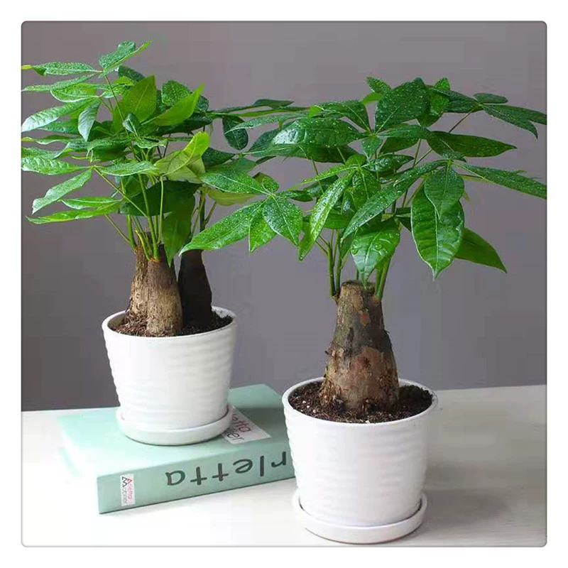 Оптовая Крытый высококачественный горшок богатое дерево одно-стержень коса лист просмотр зеленого растения очищающий воздух коса богатое дерево
