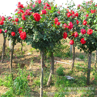 批發樹狀月季樹 庭院綠化樹樁月季花盆栽 花苗嫁接獨杆月季樹小苗