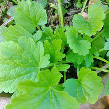 ƷĸݷN ̨ļ߲˷N ҰҰ˿ʳвș