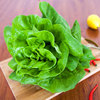 Dayu cream lettuce seeds sowing fast vegetable salad, small cabbage balcony potted vegetables in summer heat resistance