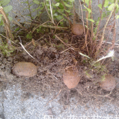 供应肾蕨/蜈蚣草/排骨草,裸根更实惠，产地直销，批发价格|ms