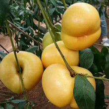 大果脆甜离核水蜜桃嫁接桃树 5公分挂果盆栽黄桃树苗