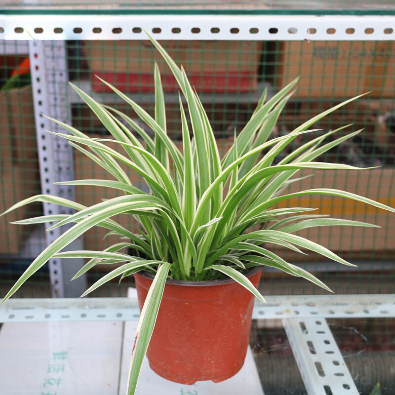 金边吊兰 青叶吊兰水培植物盆栽花卉绿植 金心吊兰整盆-阿里巴巴