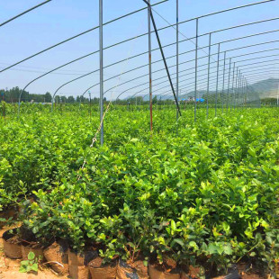 �ϸߏ��{ݮ �����{ݮ �Ϸ��{ݮ������ ��������Ʒ�N �����{ݮ����