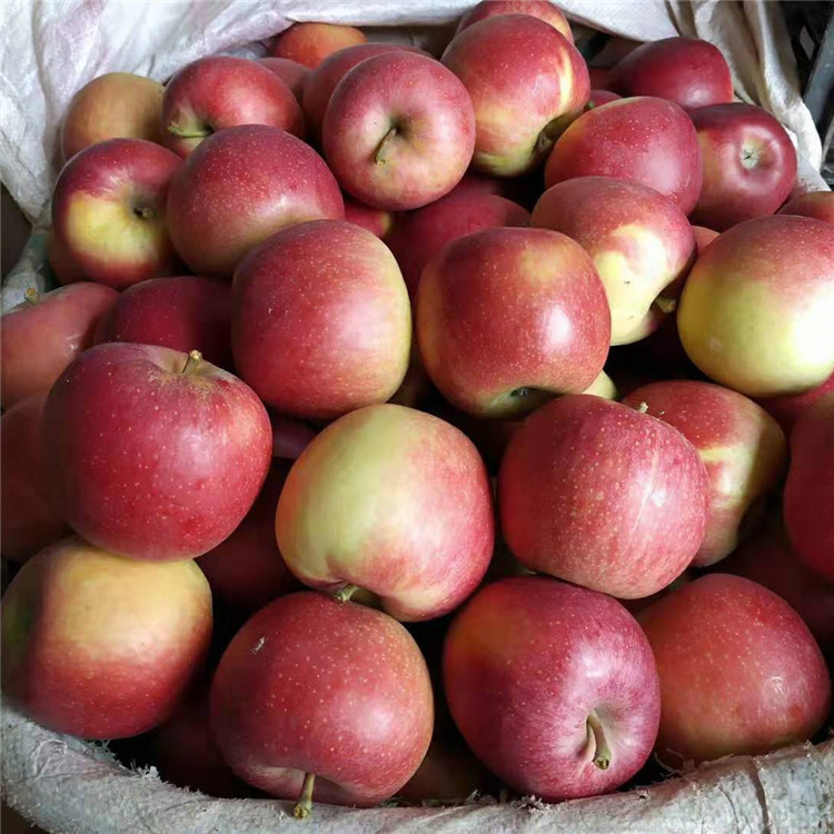 云南新鲜水果昭通丑苹果脆甜多汁新鲜现摘红苹果一件代发包邮