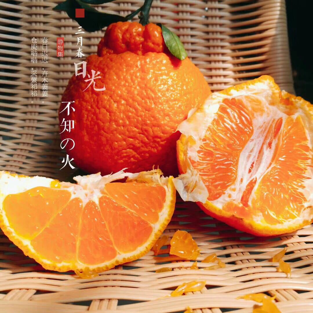 四川丑八怪不知火5斤包邮当季水果 超甜新鲜现摘包邮