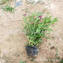 �����G�� ǧ���˲ݻ� ͥԺ�@�־G�������� �I�B���ر� Ʒ�N�Rȫ