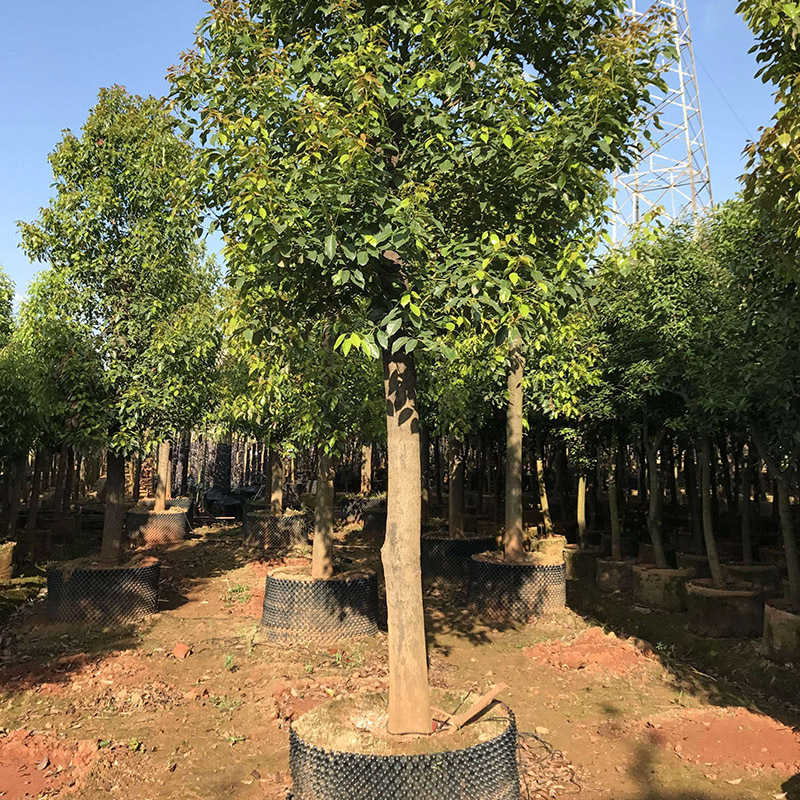香樟 树木 基地园圃直供园林庭院绿化miao木 大叶小叶香樟miao|ms
