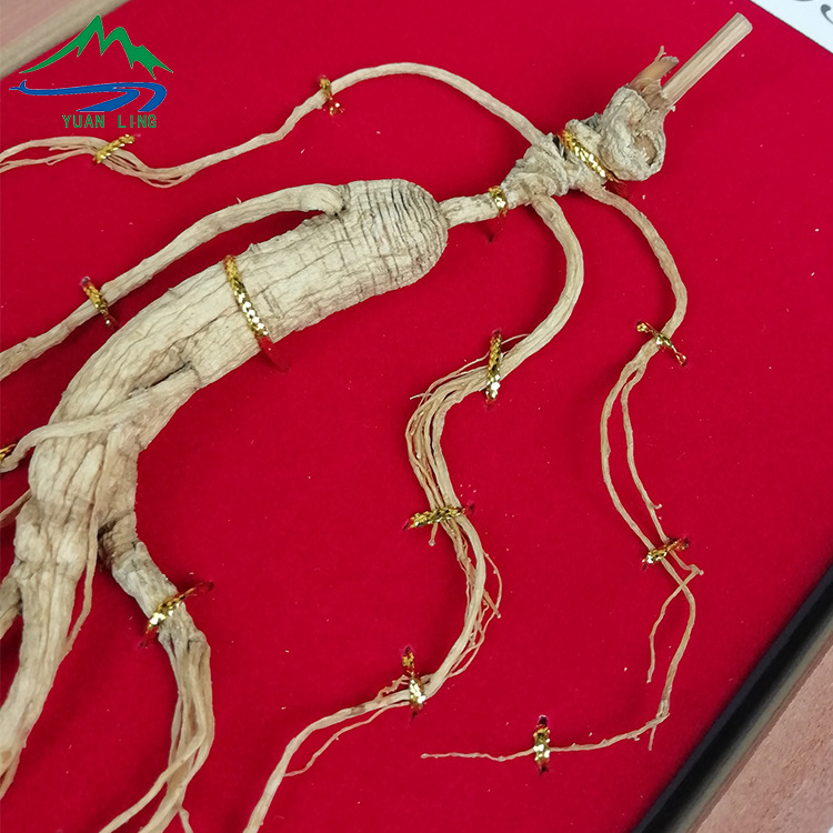 Wild Forest Ginseng Gift Box 40cm Wooden Presentation Case with Certificate Jilin Changbai Mountain specifications