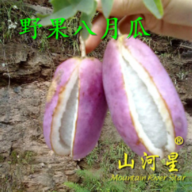 Sunward wild fruit Zibao Clover Akebia fresh Holboellia latifolia Akebia trifoliata Akebia fruit Wild banana