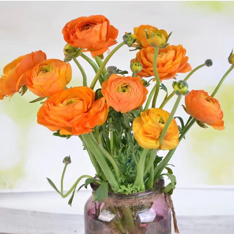 [新鲜洋牡丹]枝条好 花期长 昆明鲜花批发 基地直供 百搭鲜切花