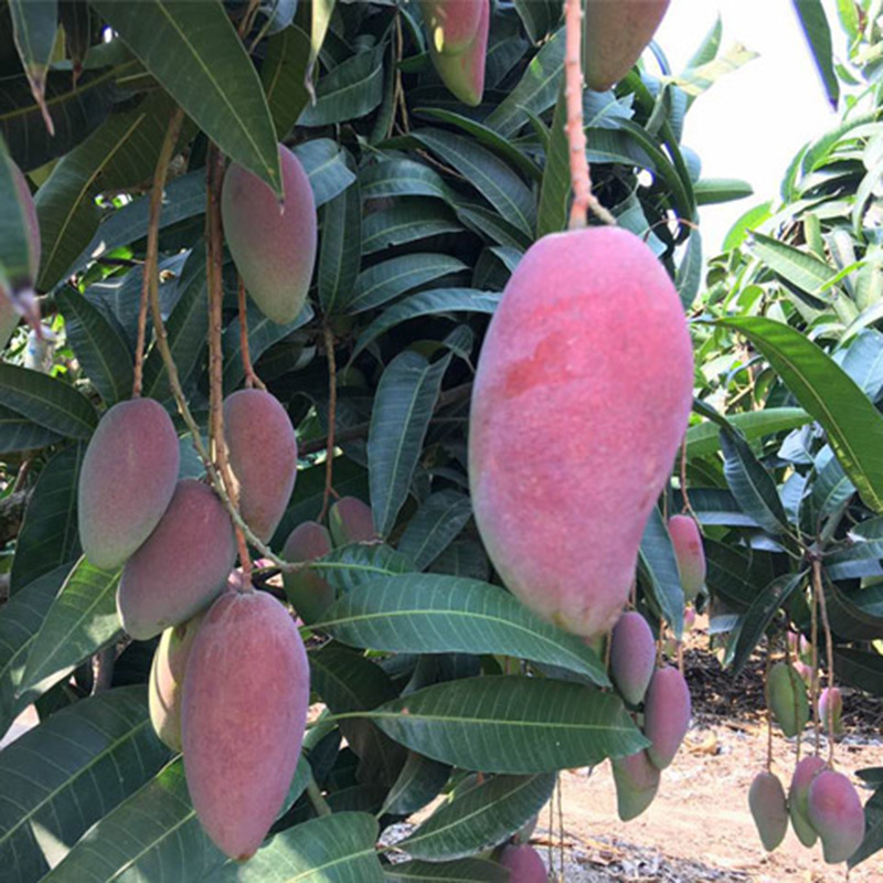 广西贵妃芒果新鲜小红金龙贵妃芒果奥芒圆胖子孕妇热带当季水果|ms