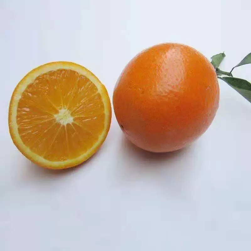 Саженцы плодовых деревьев, саженцы апельсиновых деревьев, Прививка в горшках на севере и юге