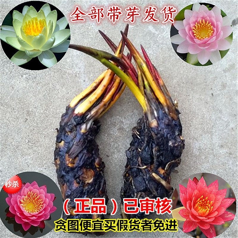 大睡莲 大睡莲根块池塘水池水培植物水生根块 大睡莲花根茎包成活|ms