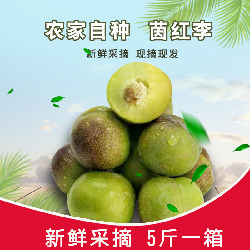 現貨四川新鮮孕婦水果脆紅李脫骨李現摘現發茵紅李半邊紅壹件代發