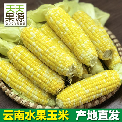 Place of Origin Source of goods Yunnan fruit Corn 9 pounds Sweet Juicy Raw Sweet corn stick Fresh fruit wholesale