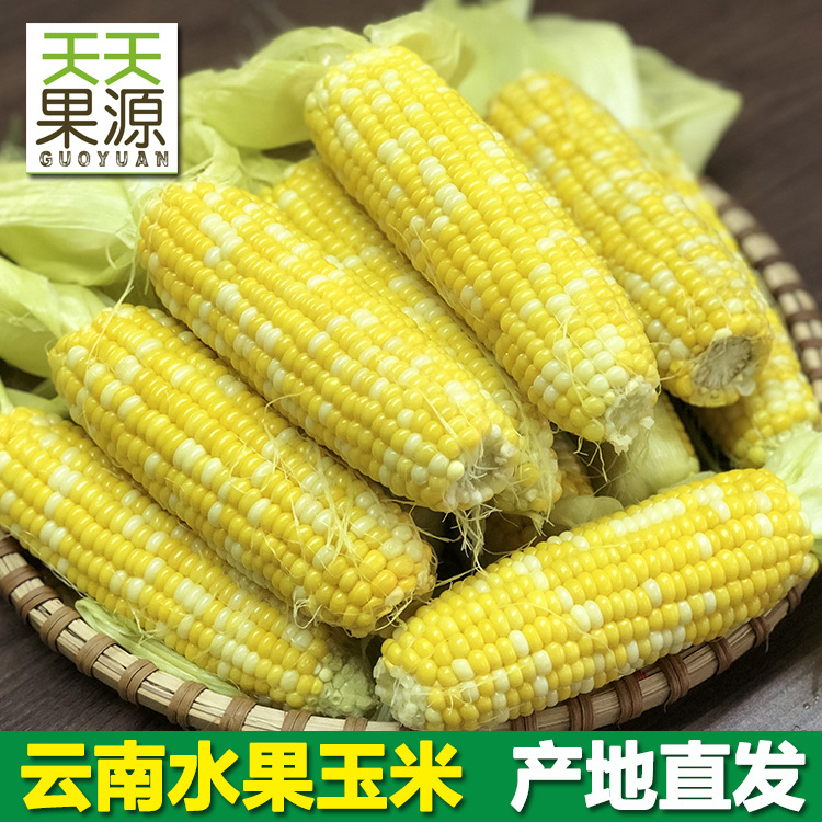 Place of Origin Source of goods Yunnan fruit Corn 9 pounds Sweet Juicy Raw Sweet corn stick Fresh fruit wholesale