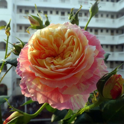 克劳德莫奈月季苗 复色系月季花苗 黄色灌木月季苗 江苏藤本月季|ru