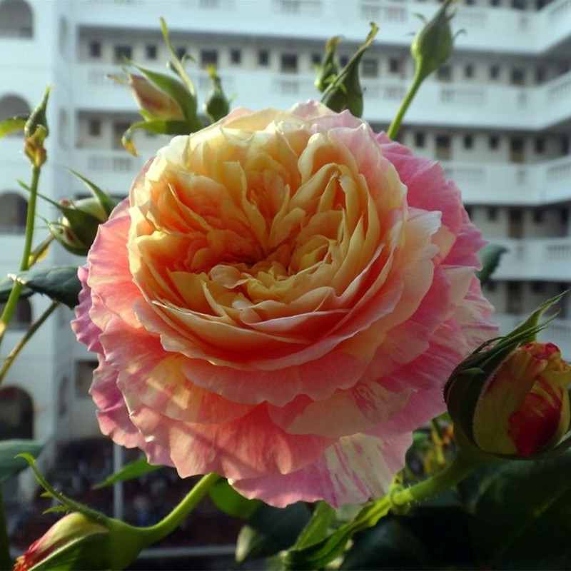 克劳德莫奈月季苗 复色系月季花苗 黄色灌木月季苗 江苏藤本月季|ru