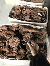 灵芝;其它精油芳疗
